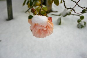 Sleeping Beauty's roses bloomed outside even in winter