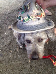 Some hat's dog.