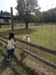 Jagdschloss petting zoo assmannshausen
