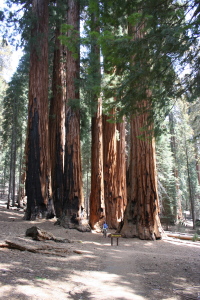 Sequoia National Park, CA - 2006 (photo by Paul Martindale)