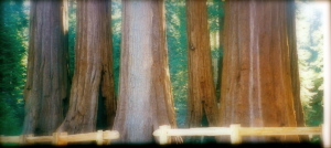 Sequoia National Park, CA - 1999