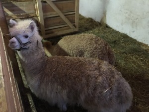 medieval weihnachtsmarkt castle schonseerland llamas alpacas