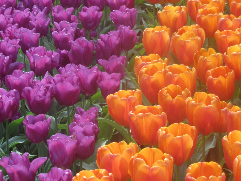 keukenhof gardens, orange and purple tulips, orange tulips, purple tulips, contrasting flowers, coordinating flowers, gardening