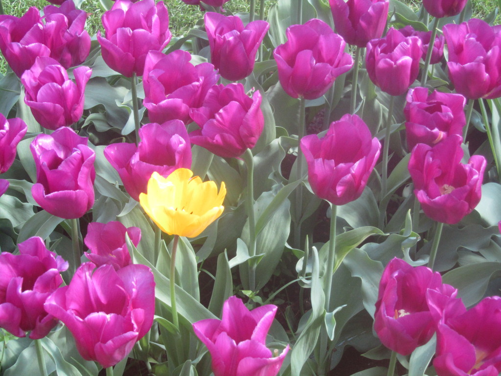 stand out in a crowd, yellow tulip, purple tulips