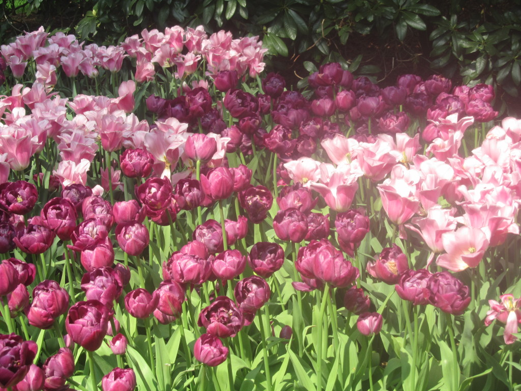 purple tulips, coordinating flowers, gardening