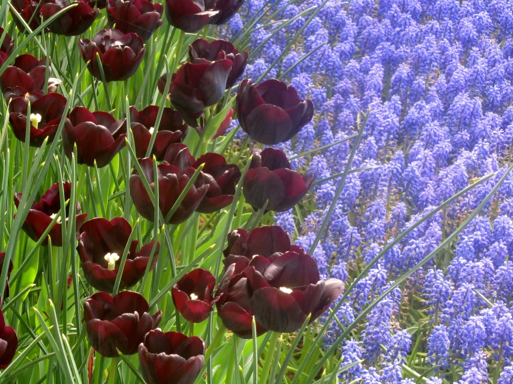 coordinating flowers, gardening, purple flowers, hyacinth