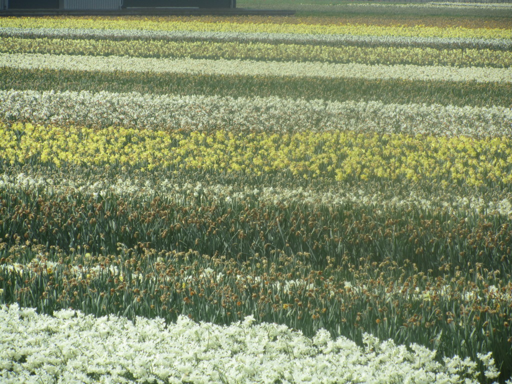 But most daffodils were finished blooming.  The garden rows remained beautiful!
