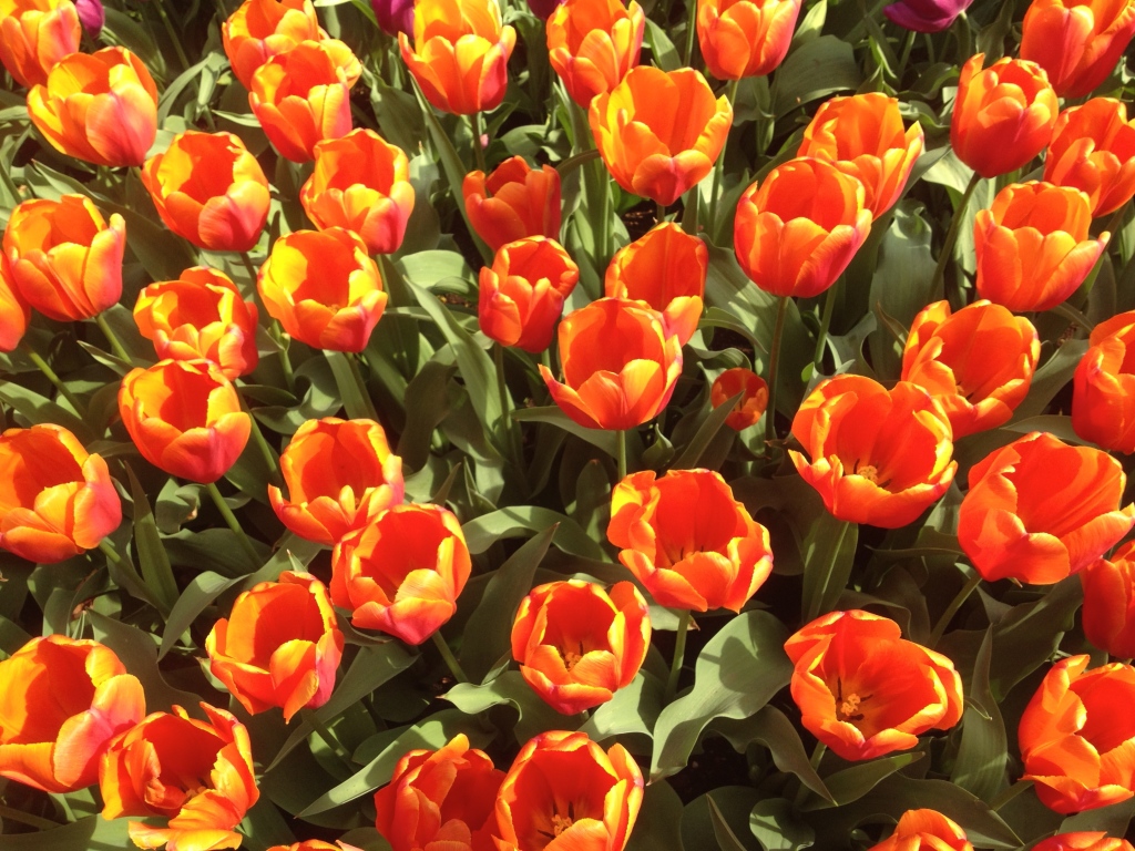orange flowers, orange tulips, keukenhof gardens, haarlem, gardening