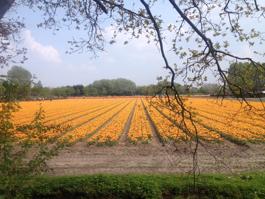 yellow tulips, yellow fields