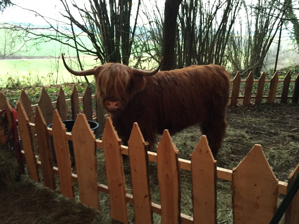 highland beef, alpine cow, cow in the alps, hairy cow, cow with hair in its face, yak