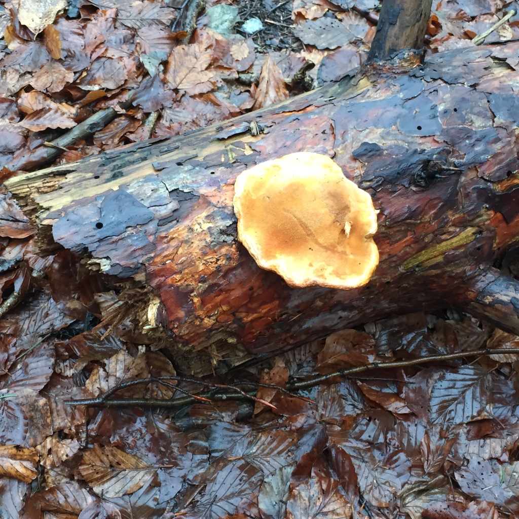 mushroom on a log, orange, trail hiking, woods