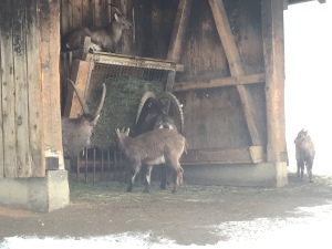 hiking in austria, hiking with kids, europe, animals with horns