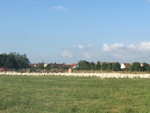german farm, geese