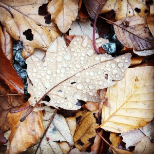 Wet leaves, stunning with dew drops.