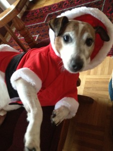 santa dog, jack russell terrier, dog dressed up as santa, christmas
