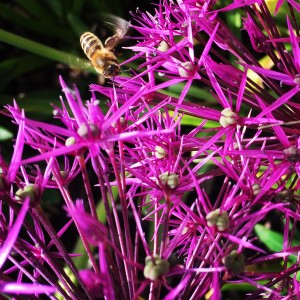beautiful allium and bumblebee