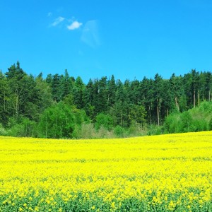 And farewell to one of my favorite sights: the yellow fields of spring (rapeseed)