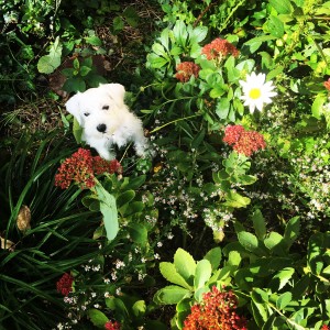 adorable puppy, white puppy, garden, flowers